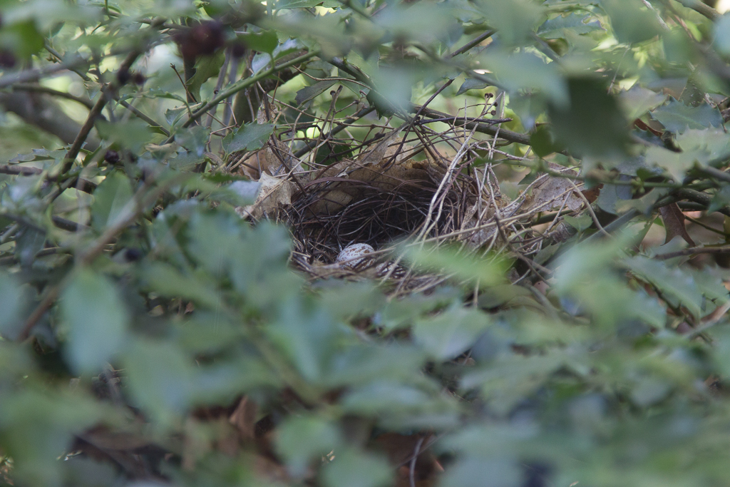 <p  style="width: 20vw; word-wrap:break-word; font-size:1vw; line-height: 1.5"><br />Our friend Joy Lovio noticed a pair of cardinals had built a nest in a bush right next to a window in our backyard, allowing us an unusual opportunity to view and photograph the events there.<br><br />Three eggs appeared after a few days, but only two are visible in this pic. We are not sure when the eggs were laid, so "Day N" info is mostly guesses.<br /><br><br><br><br><br><br><br><br><br><br><br><br><br>