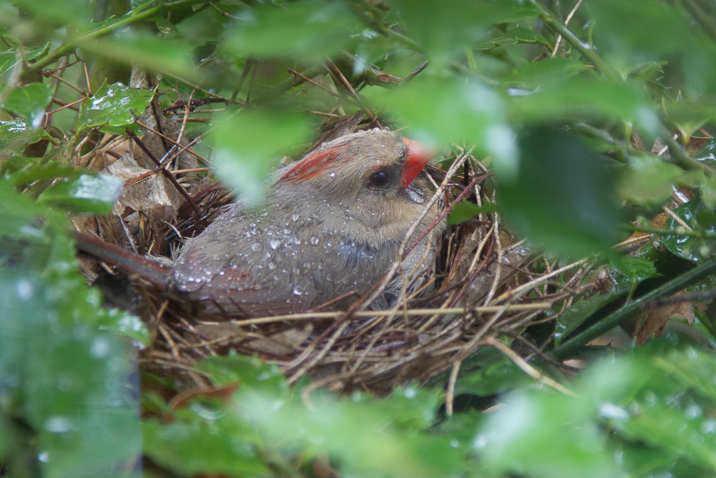 <p  style="width: 20vw; word-wrap:break-word; font-size:1vw; line-height: 1.5"><br />It rained for two days straight and we never saw her leave the nest during that time.<br /><br><br><br><br><br><br><br><br><br><br><br><br><br>