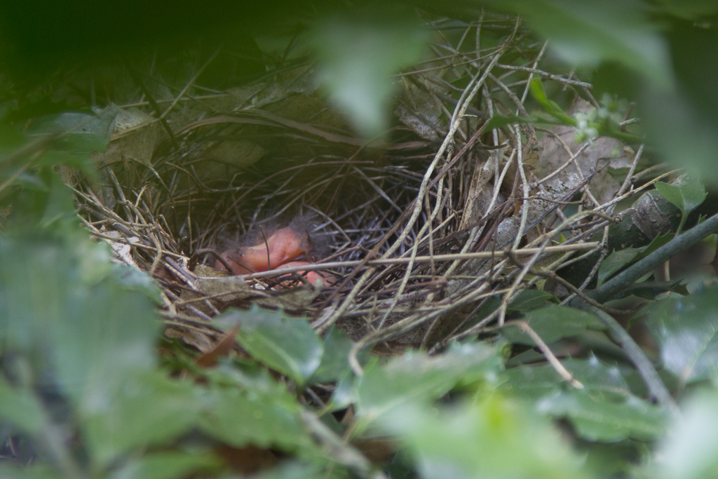 <p style="width: 20vw; word-wrap:break-word; font-size:1vw; line-height: 1.5"><br />About 10 days later we get baby birds. Little pink featherless blobs are not much to look at, yet. Note that Day 9 refers to the day we first noticed the eggs in the nest, which must have been several days after they were laid, since the incubation period is about 12-13 days.<br /><br><br><br><br><br><br><br><br><br><br><br><br><br>