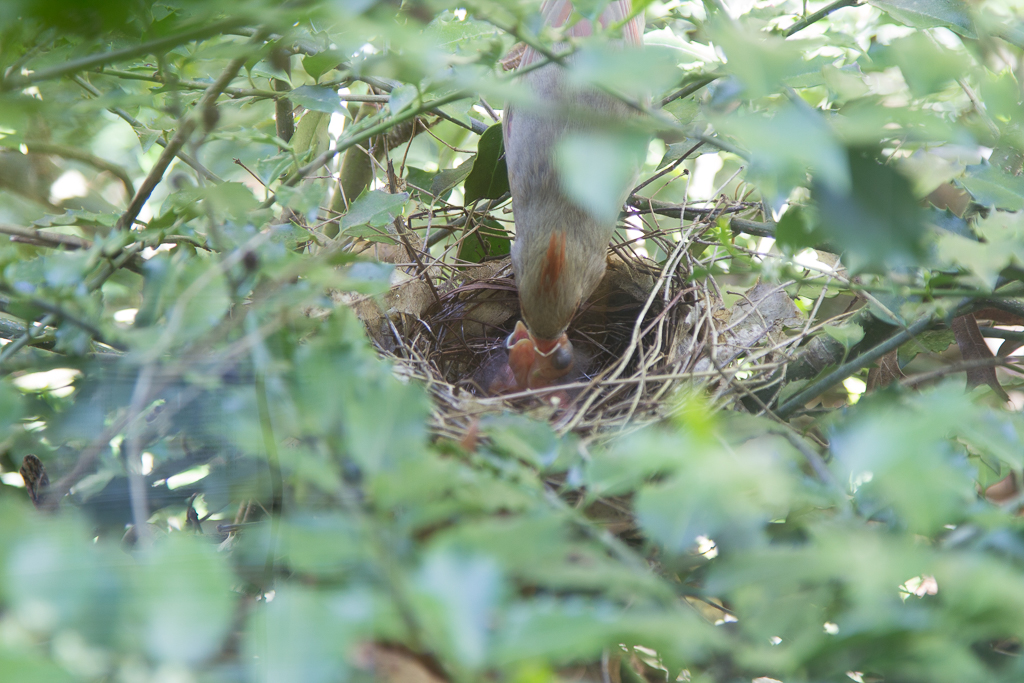 <p  style="width: 20vw; word-wrap:break-word; font-size:1vw; line-height: 1.5"><br />It seemed she was either feeding them or keeping them warm with little time away from the nest except to fill up again<br /><br><br><br><br><br><br><br><br><br><br><br><br><br>