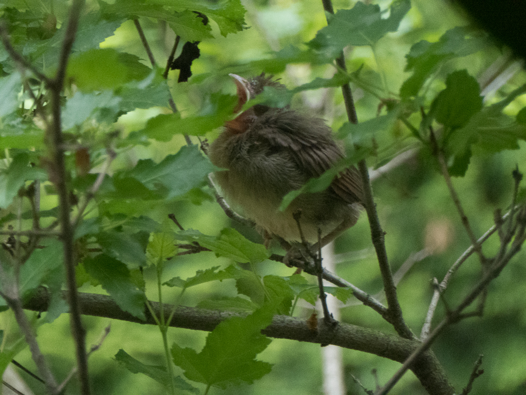 <p  style="width: 20vw; word-wrap:break-word; font-size:1vw; line-height: 1.5"><br />Still hungry, both parents continue to feed babies even after they are out of nest.<br /><br><br><br><br><br><br><br><br><br><br><br><br><br>